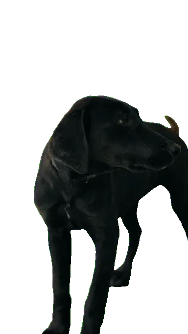 A dog against a yellow backdrop — After