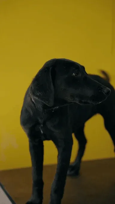 A dog against a yellow backdrop — Before